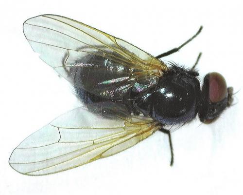 Silba fumosa